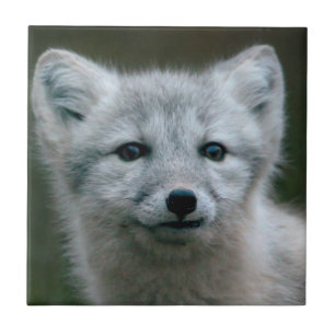 Getty Bilder  arktischer Fox-Ausrüstung Fliese