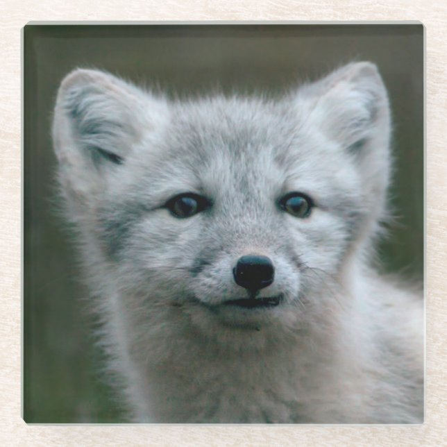 Getty Bilder| arktischer Fox-Ausrüstung Glasuntersetzer (Vorderseite)