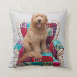Getty Bilder   niedliches Goldendoodle Kissen