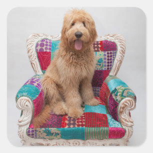Getty Bilder   niedliches Goldendoodle Quadratischer Aufkleber