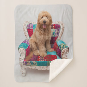 Getty Bilder   niedliches Goldendoodle Sherpadecke