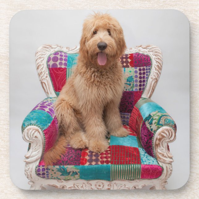 Getty Bilder | niedliches Goldendoodle Untersetzer (Vorderseite)