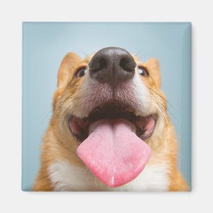 Getty Bilder  sehr glücklicher Corgi Magnet