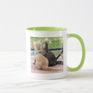 Getty Bilder zwei Kätzchen auf einem Balkon Tasse