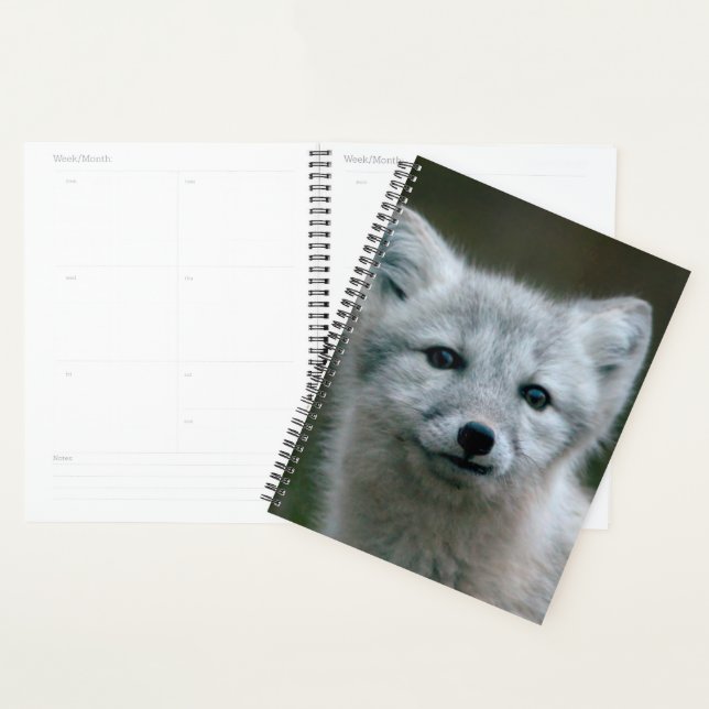 Getty Images | Arctic Fox Kit Planer (Anzeige)