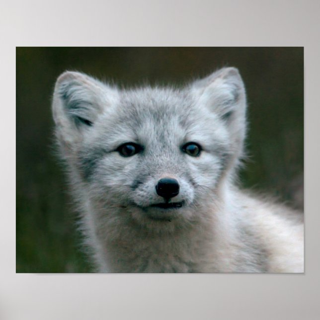 Getty Images | Arctic Fox Kit Poster (Vorne)