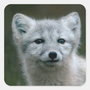 Getty Images   Arctic Fox Kit Quadratischer Aufkleber