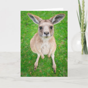 Getty Images Baby Kangaroo Karte