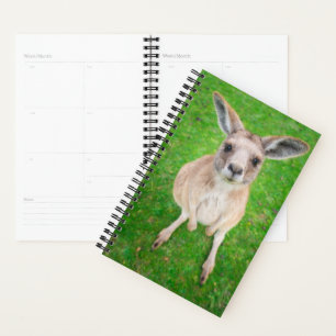 Getty Images Baby Kangaroo Planer