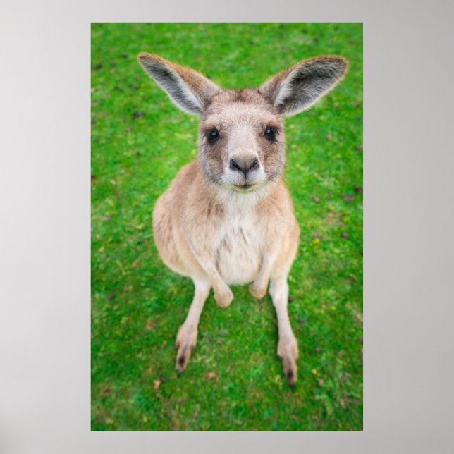 Getty Images | Baby Kangaroo Poster (Vorne)