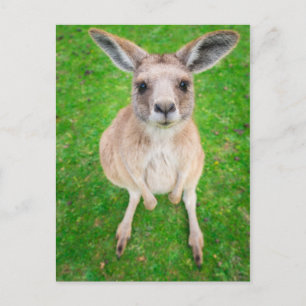 Getty Images   Baby Kangaroo Postkarte
