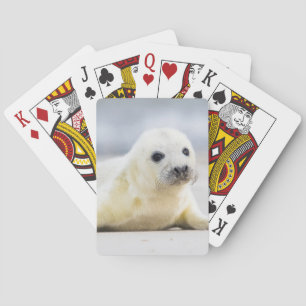 Getty Images Baby Seal Spielkarten