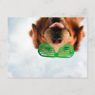 Getty Images Brillenhund Postkarte