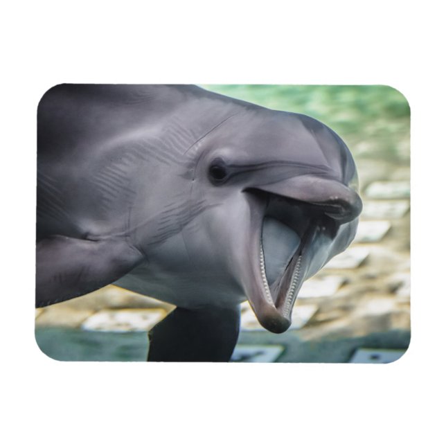 Getty Images | Delphin Magnet (Horizontal)