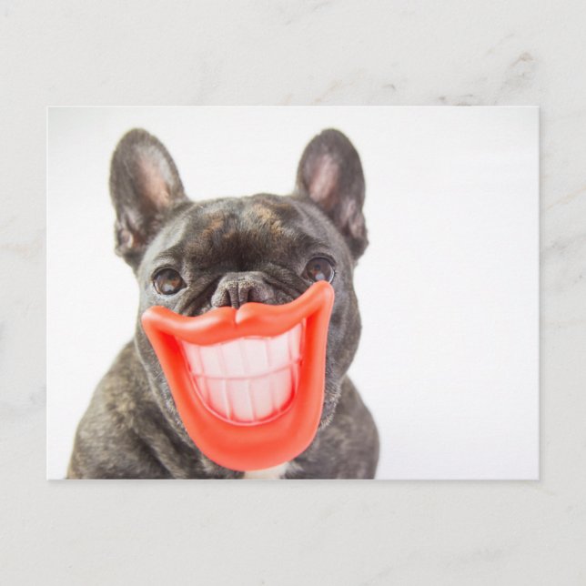 Getty Images | Ein lächelnder Hund Postkarte (Vorderseite)
