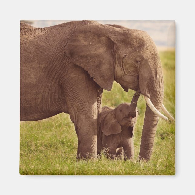 Getty Images | Elephant & Baby Magnet (Vorne)