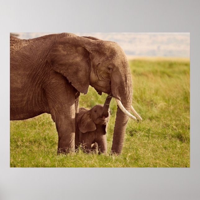 Getty Images | Elephant & Baby Poster (Vorne)