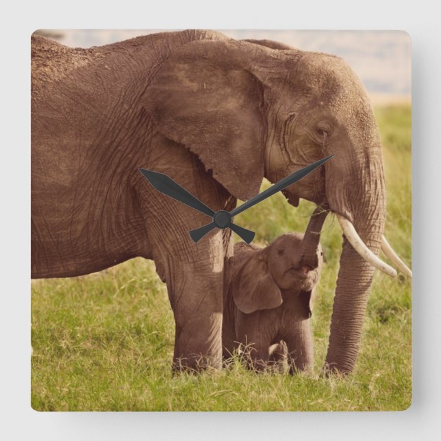 Getty Images | Elephant & Baby Quadratische Wanduhr (Vorderseite)