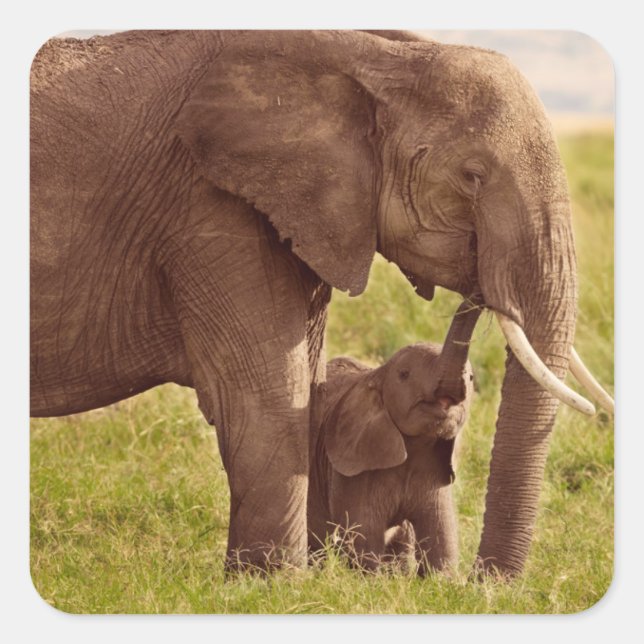 Getty Images | Elephant & Baby Quadratischer Aufkleber (Vorderseite)