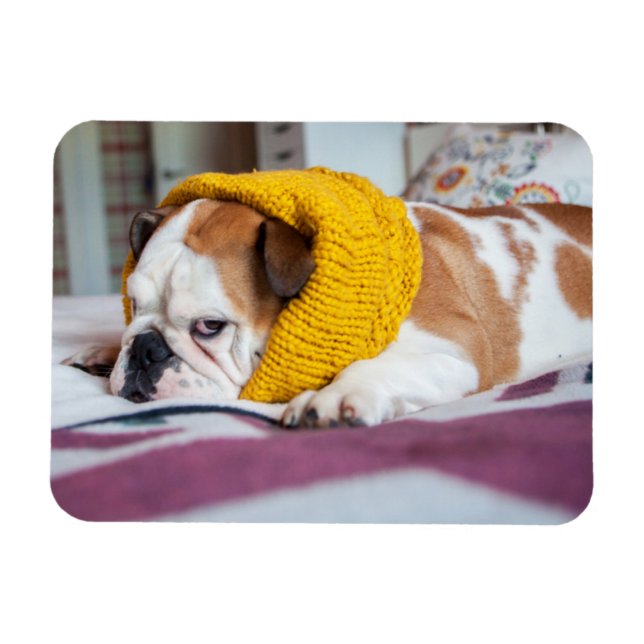 Getty Images | English Bulldog Magnet (Horizontal)