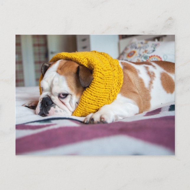 Getty Images | English Bulldog Postkarte (Vorderseite)