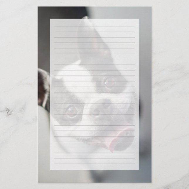 Getty Images | French Bulldog (Vorderseite)