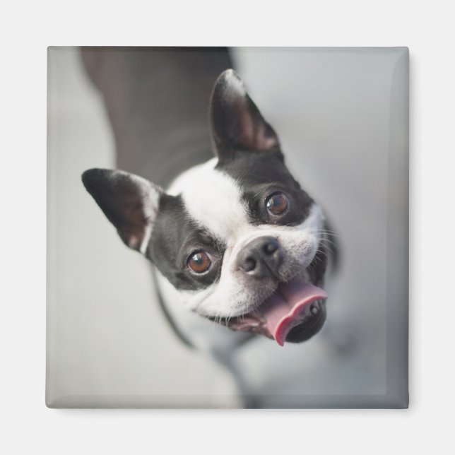 Getty Images | French Bulldog Magnet (Vorne)