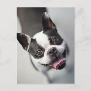 Getty Images   French Bulldog Postkarte