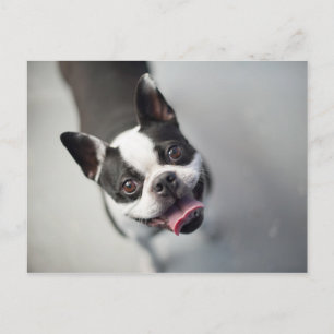 Getty Images   French Bulldog Postkarte