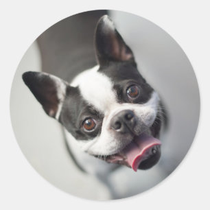 Getty Images   French Bulldog Runder Aufkleber