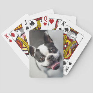 Getty Images French Bulldog Spielkarten