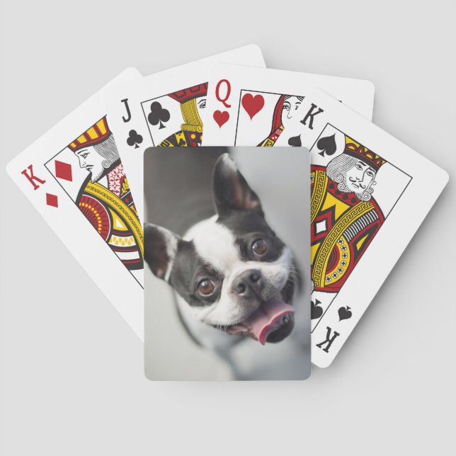 Getty Images | French Bulldog Spielkarten (Rückseite)