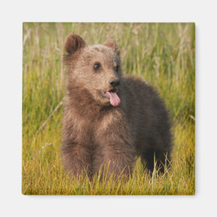 Getty Images Funny Baby Bear Magnet
