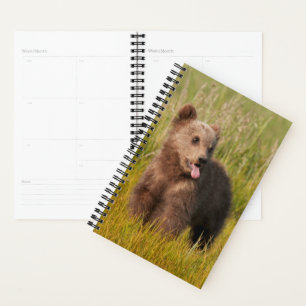 Getty Images Funny Baby Bear Planer