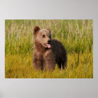 Getty Images | Funny Baby Bear