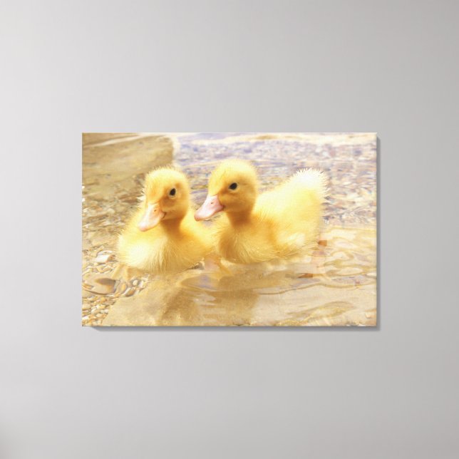 Getty Images | Fuzzy Yellow Ducklings Leinwanddruck (Vorderseite)