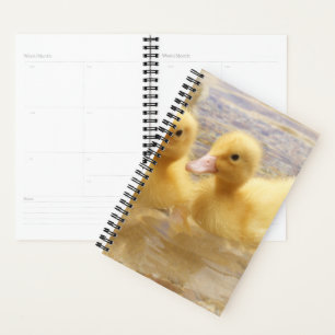 Getty Images   Fuzzy Yellow Ducklings Planer