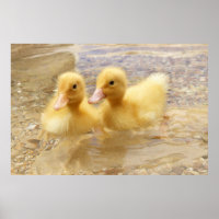 Getty Images | Fuzzy Yellow Ducklings