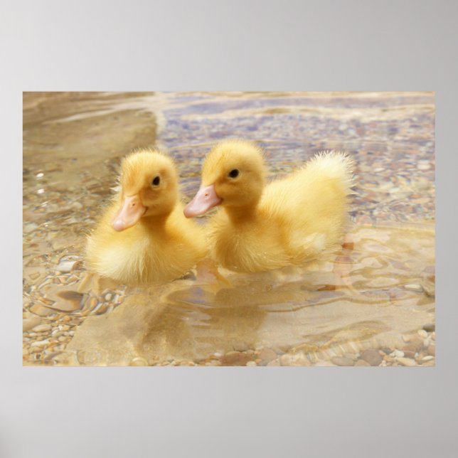 Getty Images | Fuzzy Yellow Ducklings Poster (Vorne)