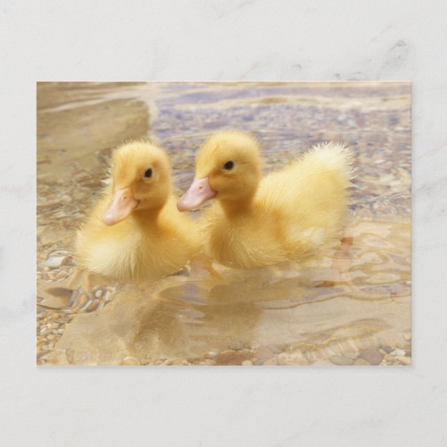 Getty Images | Fuzzy Yellow Ducklings Postkarte (Vorderseite)