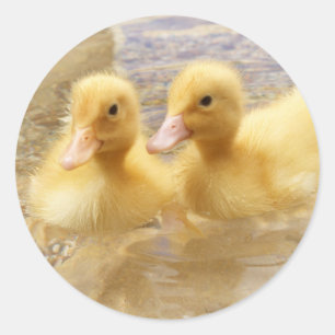 Getty Images   Fuzzy Yellow Ducklings Runder Aufkleber