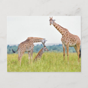 Getty Images   Giraffenfamilie Postkarte