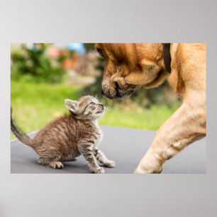 Getty Images   Hund und Katze in Liebe Poster