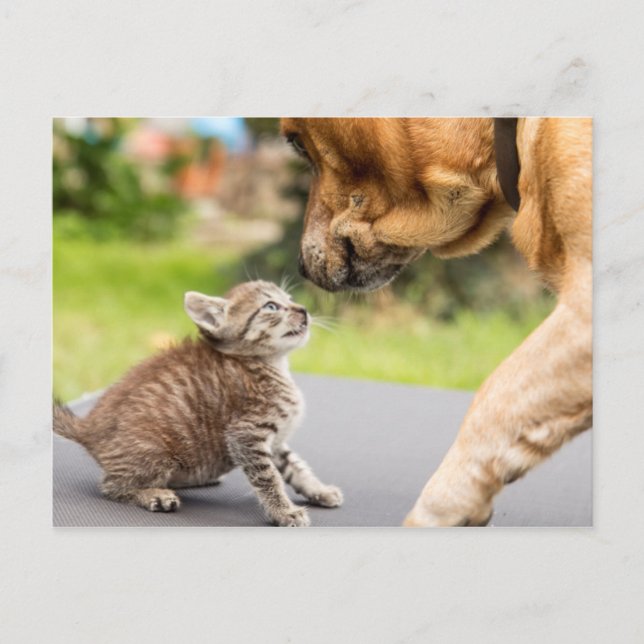 Getty Images | Hund und Katze in Liebe Postkarte (Vorderseite)
