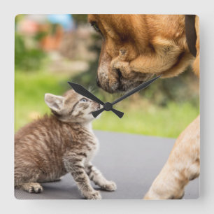 Getty Images   Hund und Katze in Liebe Quadratische Wanduhr