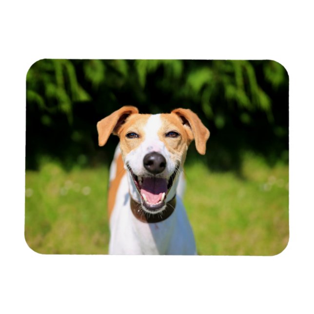 Getty Images | Lachhund Magnet (Horizontal)