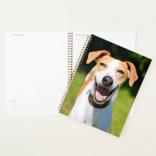 Getty Images Lachhund Planer