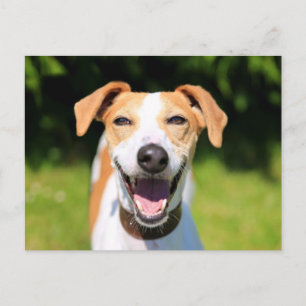 Getty Images Lachhund Postkarte
