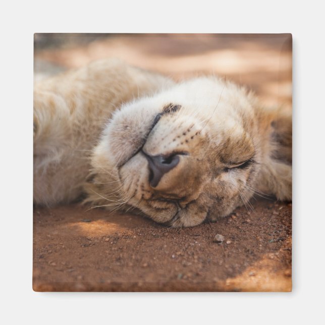 Getty Images | Lion Cub Magnet (Vorne)