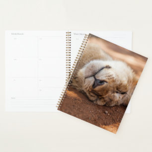 Getty Images Lion Cub Planer